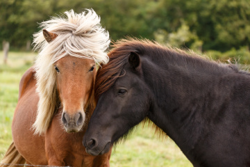 Zwei verschiedene Ponys auf einem Feld