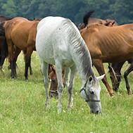 Pferdehaftpflicht und OP Versicherung: Gefahren für Pferde beim Anweiden
