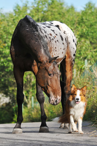 Pferd und Hund