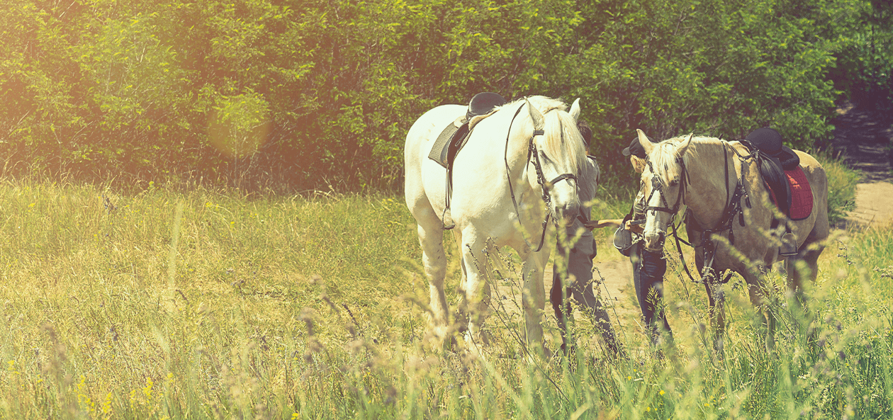 Pferde auf einem Sommerfeld