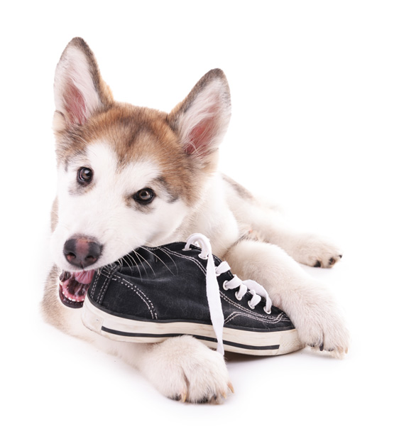 Glücklicher Hund mit einem Schuh