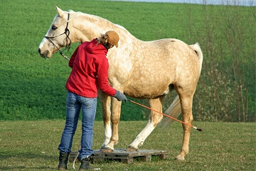 Pferd mit einer Reittrainerin