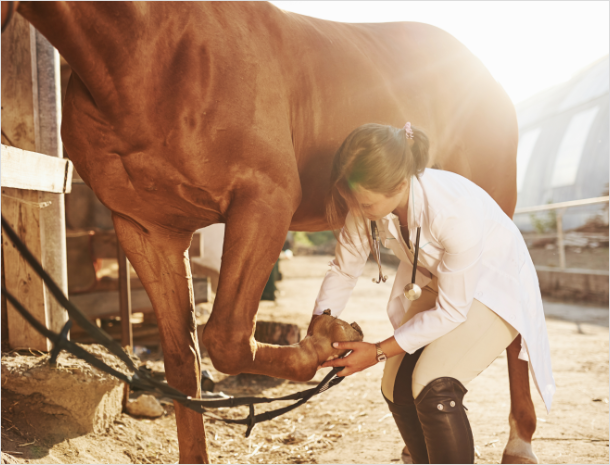 Pferd wird von einer Tierärztin untersucht