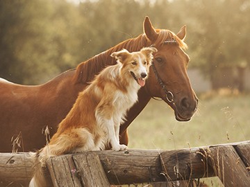 Lebensversicherung für Pferde