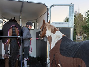 Transport von Pferden versichern
